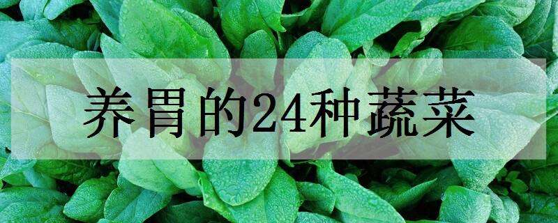 养胃的24种蔬菜 养胃的24种蔬菜小米粥和山药