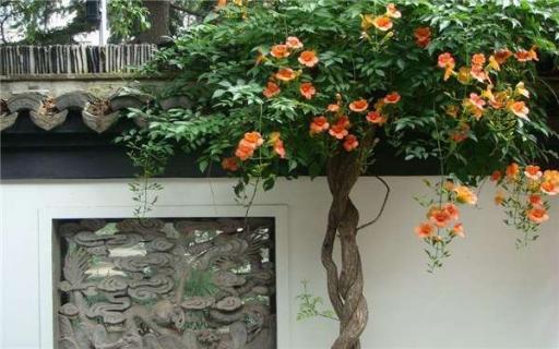 院墙种什么花好 5种唯美围墙植物