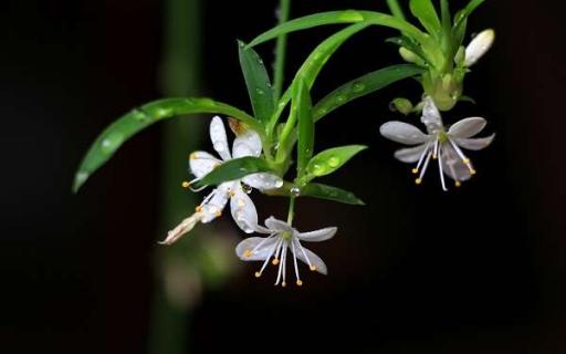 室内适合养的18种植物 室内适合养的18种植物文竹