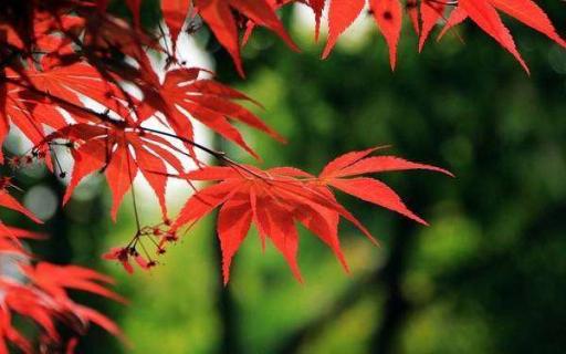 红枫哪个品种最珍贵 盆栽红枫为什么难养