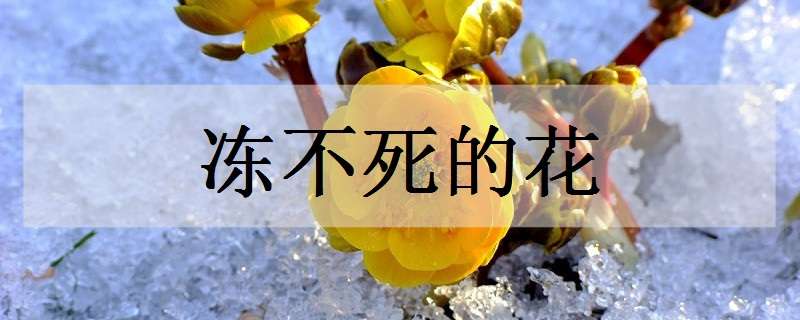 冻不死的花有哪些（冻不死的花有哪些可以满地种）