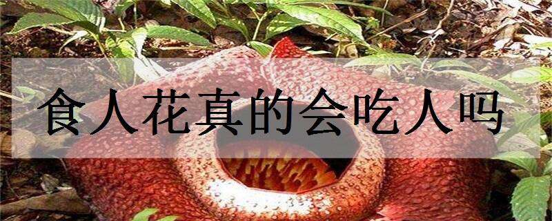 食人花真的会吃人吗