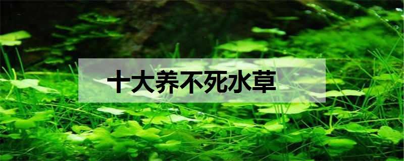 十大养不死水草