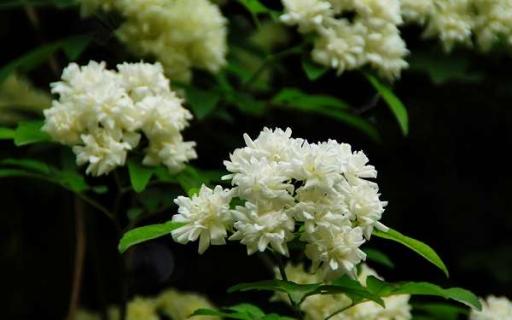 木香花的种植养护方法是什么 木香花的种植方法和注意事项