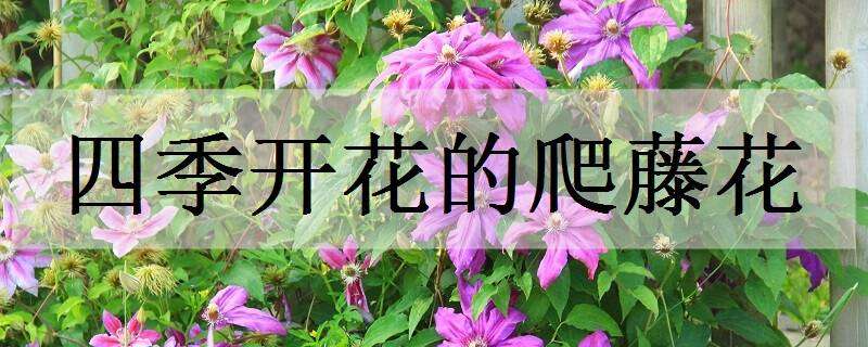 四季开花的爬藤花有哪些（什么爬藤花四季开花）