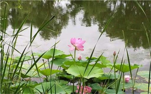 农村旧水缸养荷花的方法（农村庭院水缸养荷花放置位置）