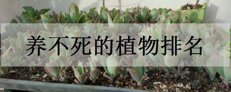 养不死的植物排名（室内养不死的植物排名）