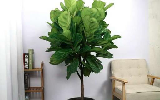 适合客厅养护的大气盆栽有哪些 适合客厅养的大气植物