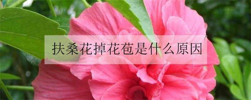 扶桑花掉花苞是什么原因（扶桑花掉花蕾什么原因）