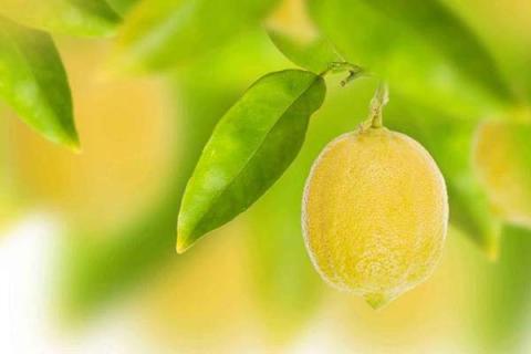 柠檬树叶子发黄怎么办 为什么柠檬树叶子发黄怎么办