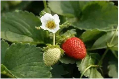 草莓花长腻虫怎么办 草莓花长腻虫怎么办呢