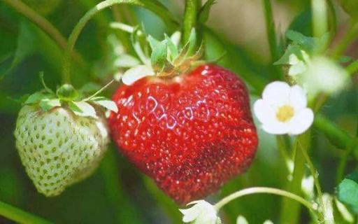 草莓种植技术及方法（草莓种植技术及方法图解）
