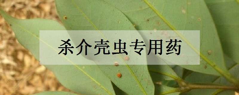 杀介壳虫专用药（杀介壳虫专用药叫什么名字?）