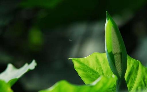 室内适合养的植物 不见光的室内适合养的植物