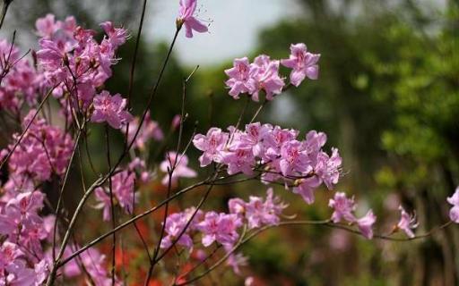 酸性花卉大全（喜酸性植物花卉大全）