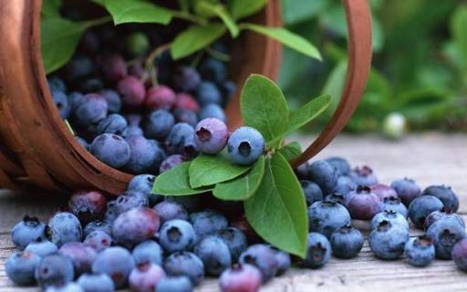 盆栽蓝莓的种植方法是什么