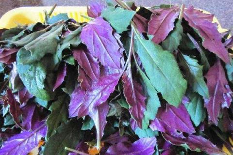 紫色的叶子是什么蔬菜 功效有哪些
