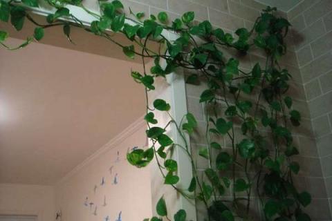 怎么养绿萝让它爬墙 怎么养绿萝让它爬墙不掉叶子