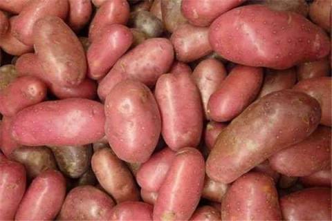 长期吃红薯有什么危害 长期吃红薯有什么危害性