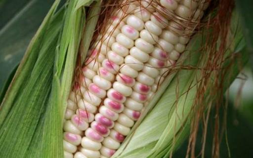 花玉米是转基因的吗 经常吃对身体有害吗