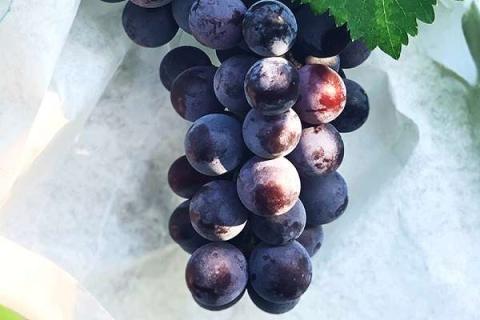 黑加仑和葡萄的区别有哪些（黑加仑和葡萄的区别有哪些品种）