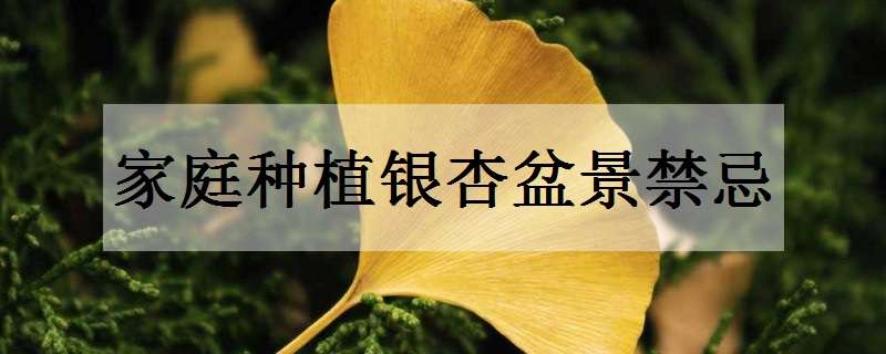 家庭种植银杏盆景禁忌