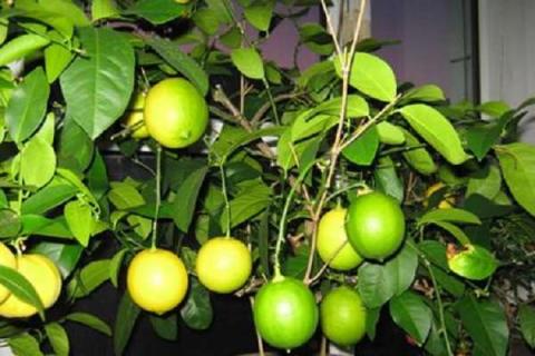 柠檬树的养殖方法和注意事项（香水柠檬树的养殖方法和注意事项）