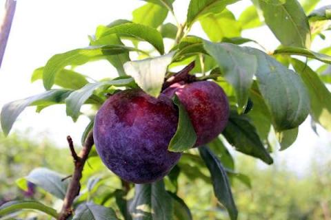 黑布林是什么水果 黑布林是什么水果有啥营养?皮能吃吗