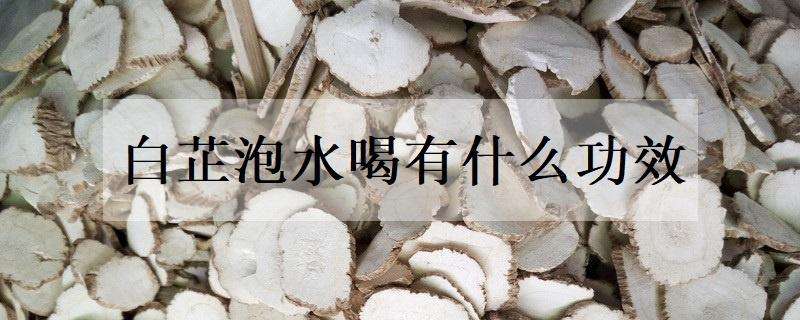 白芷泡水喝有什么功效