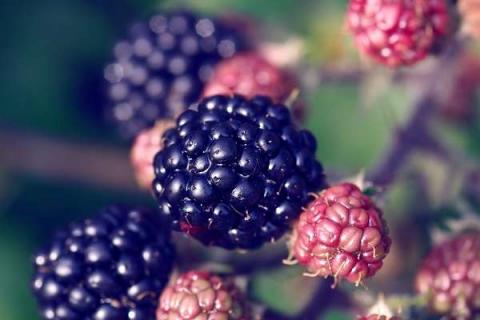 黑莓的功效与作用及营养价值是什么
