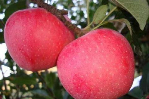 苹果是什么季节成熟的 苹果是什么季节成熟的水果