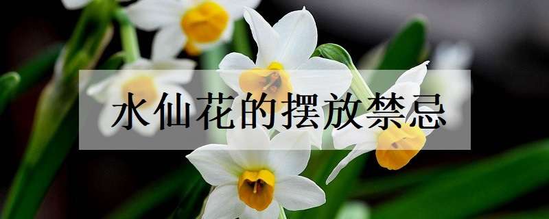 水仙花摆放禁忌