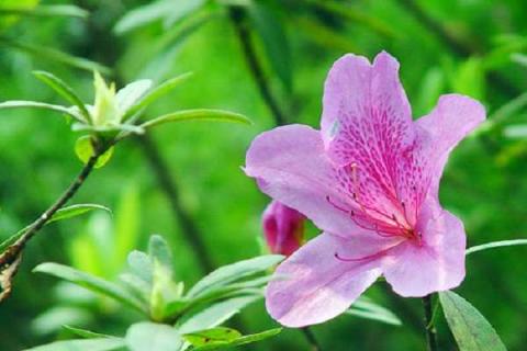 杜鹃花什么时候开花 杜鹃花什么季节开花