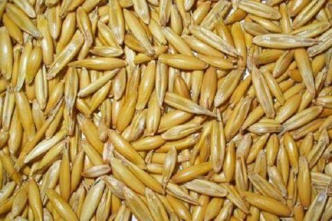 大麦和小麦的区别（大麦和小麦的区别和功效）