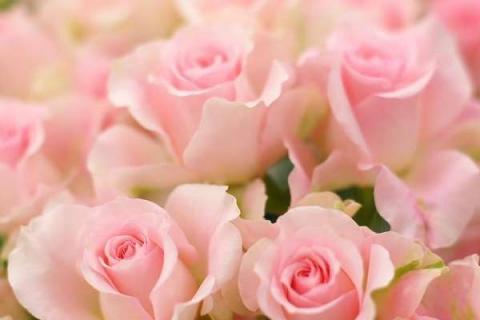 粉玫瑰代表什么意思 适合送给哪些人