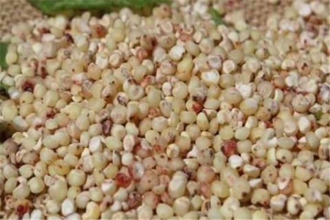 高粱米的功效与作用 高粱米的功效与作用及食用方法