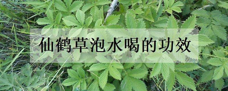 仙鹤草泡水喝的功效