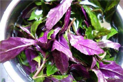 紫背菜不能和什么同吃