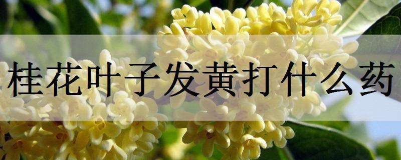 桂花叶子发黄打什么药（桂花叶子发黄打什么药好）