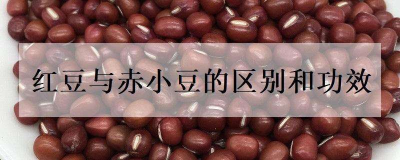 红豆与赤小豆的区别和功效 红豆与赤小豆的区别与功效