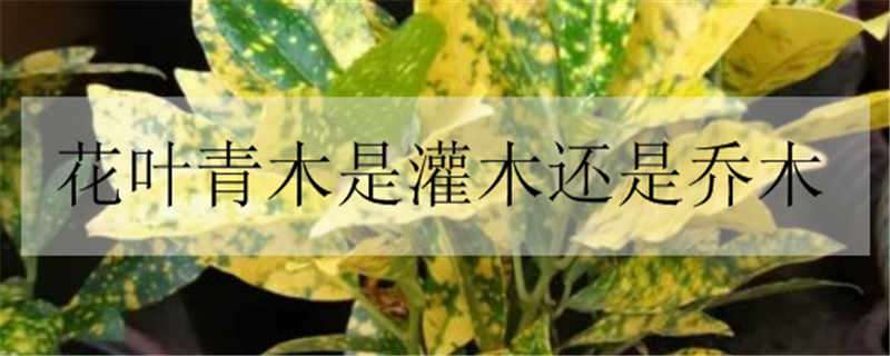 花叶青木是灌木还是乔木（花叶青木是什么植物）