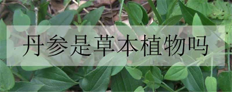 丹参是草本植物吗（丹参是草本植物吗图片）