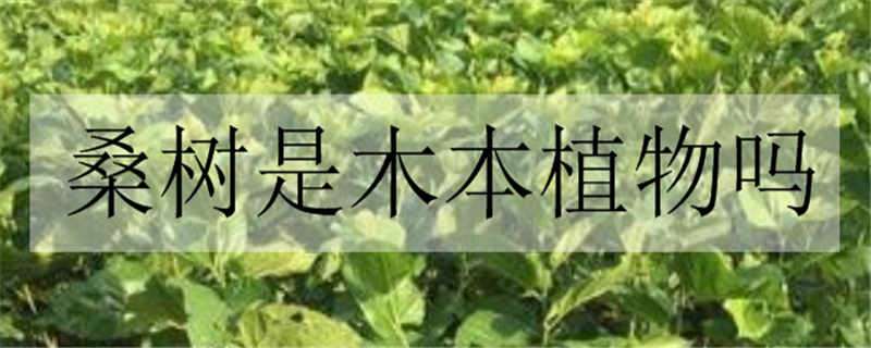 桑树是木本植物吗 桑树是灌木吗