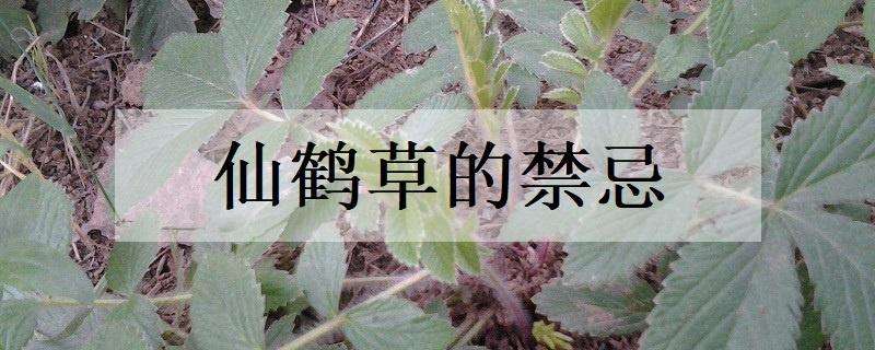 仙鹤草的禁忌