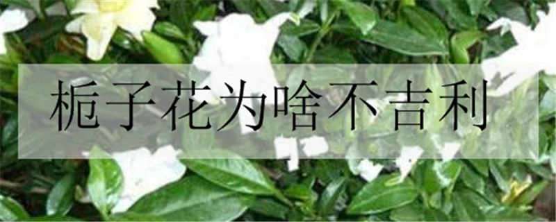 栀子花为啥不吉利（栀子花为啥不吉利75年属相）