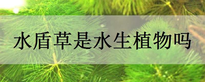 水盾草是水生植物吗（水盾草是水生植物吗图片）