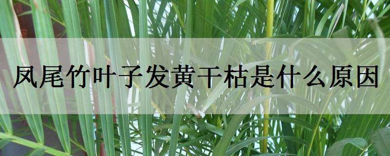 凤尾竹叶子发黄干枯是什么原因