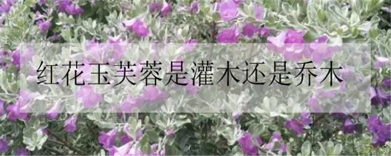 红花玉芙蓉是灌木还是乔木 红花玉芙蓉是灌木还是乔木呢