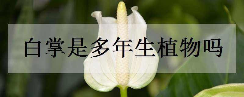 白掌是多年生植物吗（白掌是多年生植物吗怎么养）