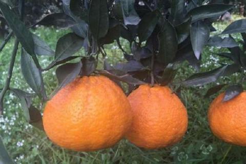 丑橘树几年结果（丑橘树苗几年结果）